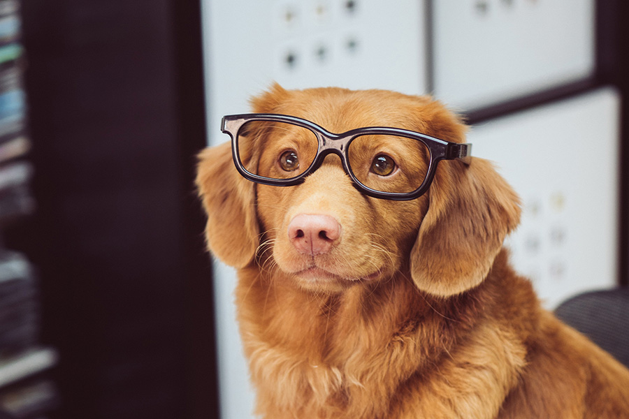 Bild eines Hundes der eine Brille trägt