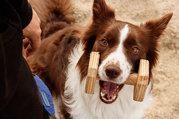 Ein Hund trägt eine Holz-Hantel mit sich als Symbol fürs Training