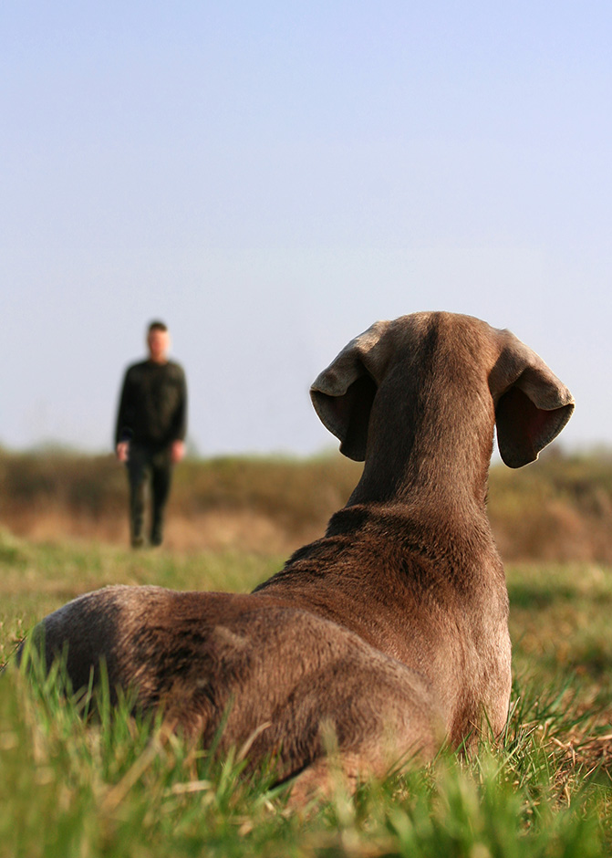 Ein Hund liegt auf der Wiese und wartet darauf, abgerufen zu werden