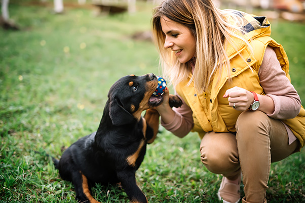 Ein Hundewelpe spielt zusammen mit seiner Besitzerin mit einem Ball