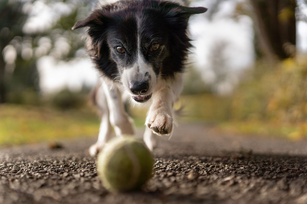 Ein Hund jagdt einem Ball hinterher